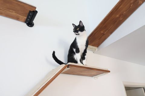 Cat shelves, Wall-mounted Cat Tree, floating cat shelves, modern cat furniture, cats playing