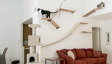 catification wall shelves