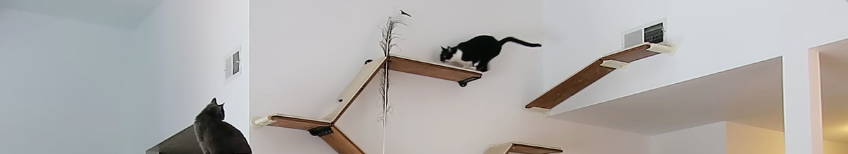 Modern cat shelves, cats playing on cat shelves