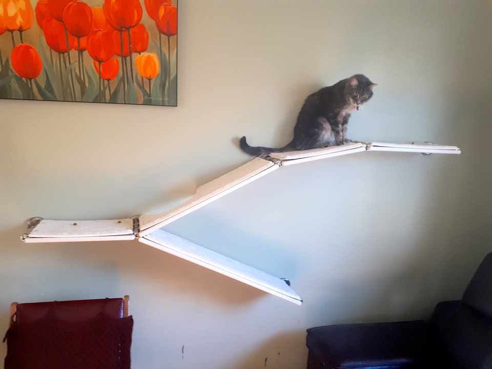 Cat Shelf Design Installation Tips, Making Cat Shelves