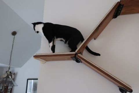 Cat shelf, Cat Tree, Cat Furniture by Catscapes