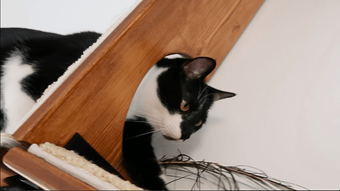 Cat shelf, Cat Tree, Modern Cat Furniture by Catscapes™