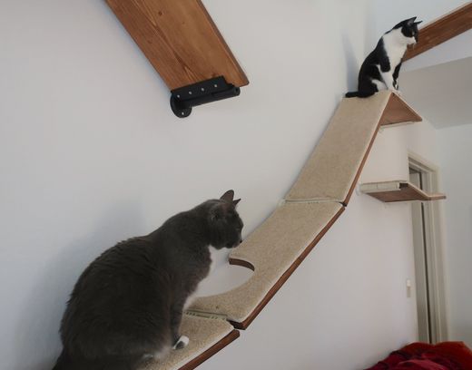 Cat Shelves, Cat Trees, Cat Furniture, Modern Designer Cat Shelves