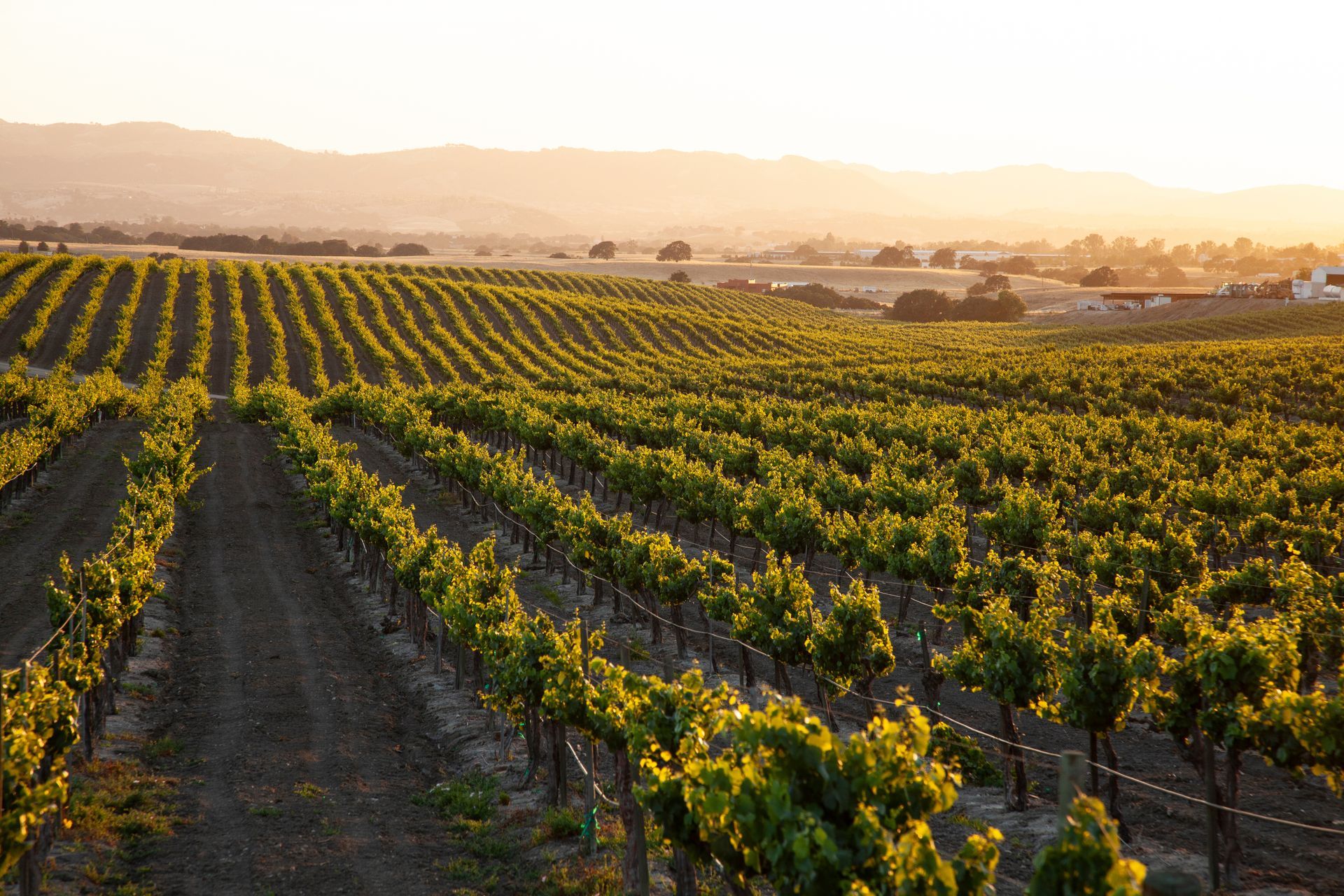 Rows of grape vines laden with dark purple grapes in a sunny vineyard.