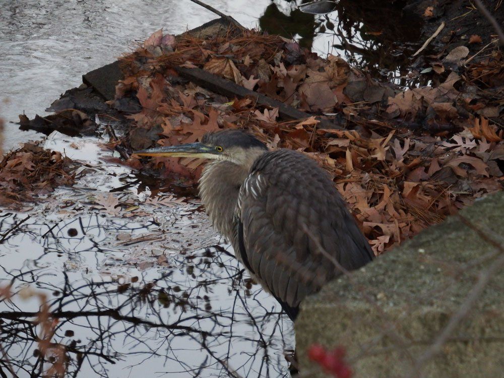 Twin Ponds offers many activities and wildlife to view!