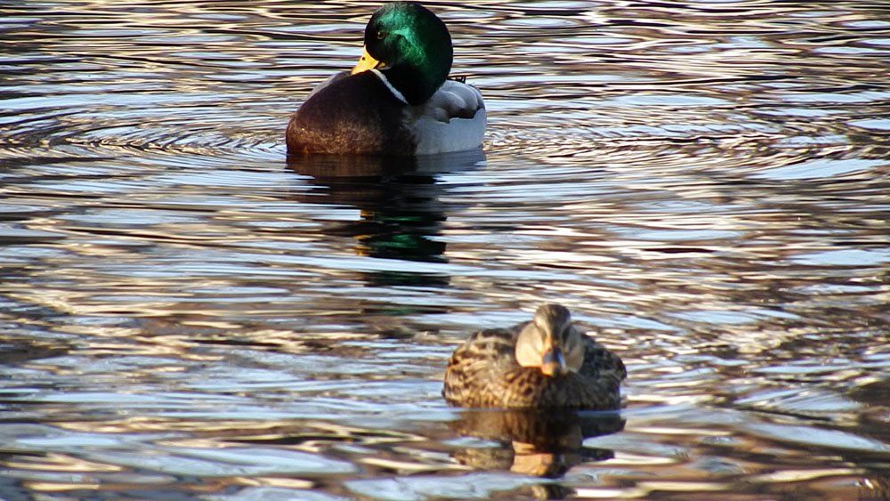 Twin Ponds offers many activities and wildlife to view!