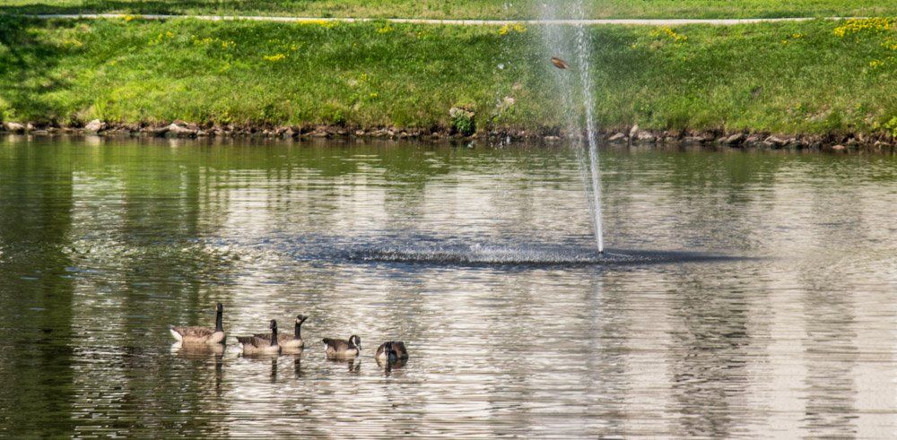 Twin Ponds offers many activities and wildlife to view!