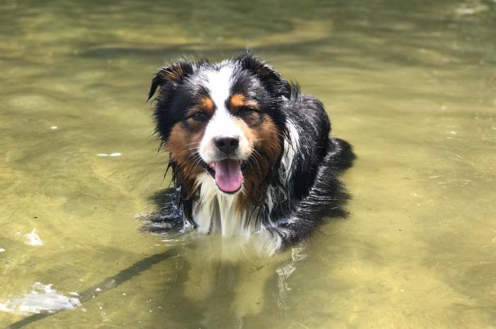 Twin Ponds Loves Dogs