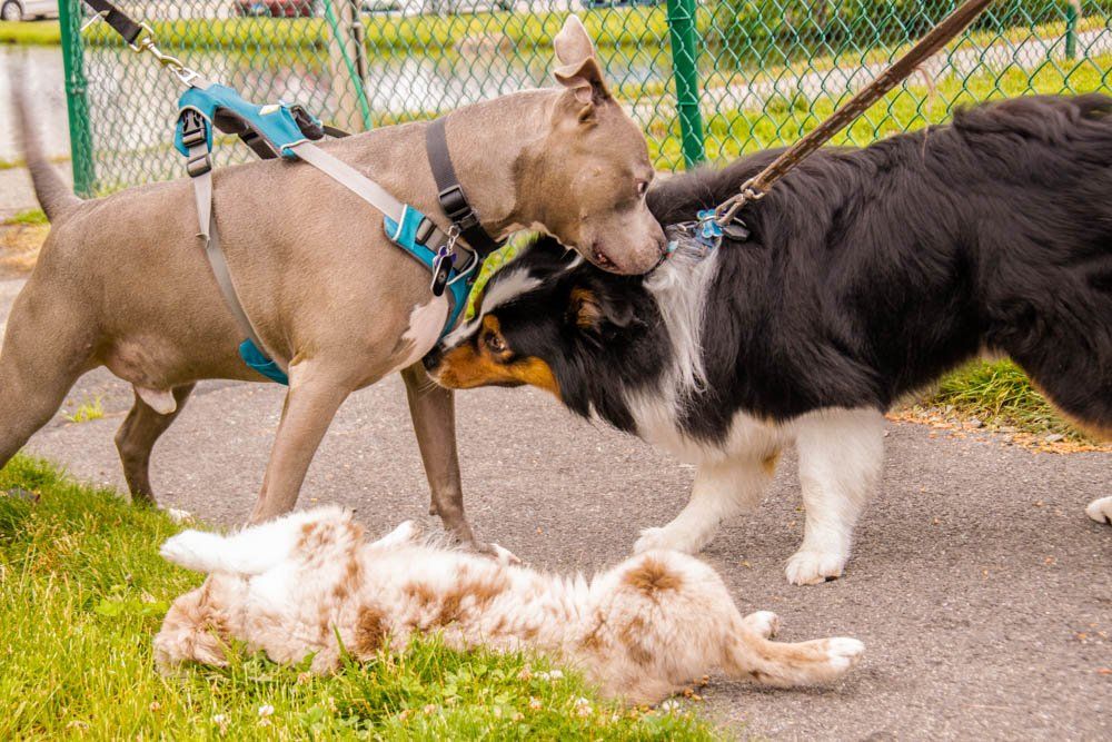 Twin Ponds Nashua Dogs