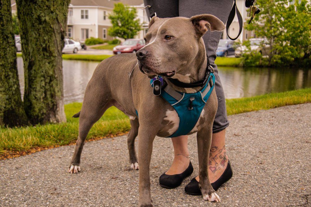 Twin Ponds Nashua Dogs