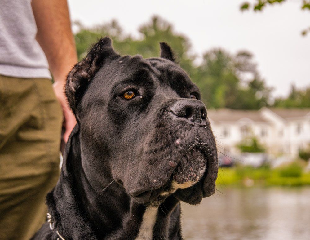 Twin Ponds Nashua Dogs