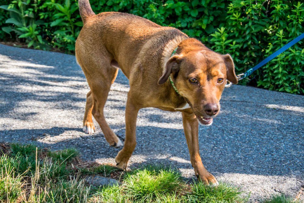 Twin Ponds Nashua Dogs