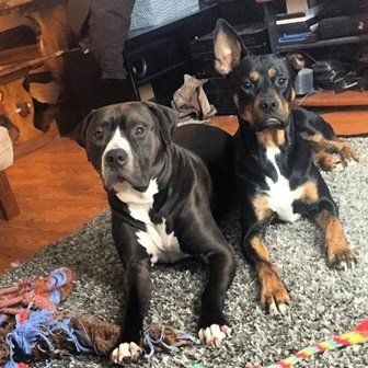 Twin Ponds Nashua Dogs