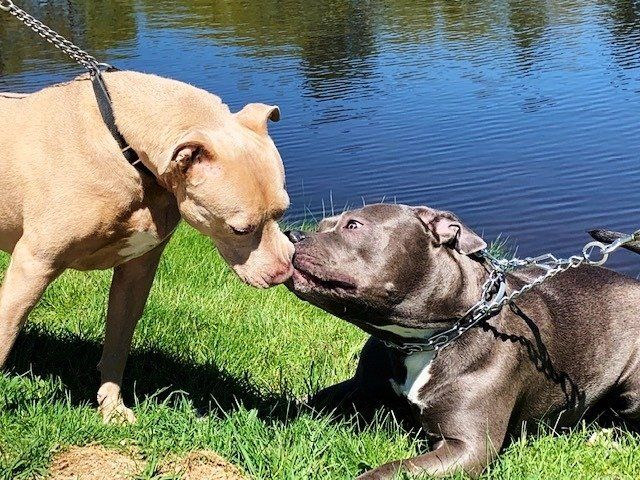 Twin Ponds Nashua Dogs