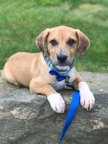 Twin Ponds Loves Dogs