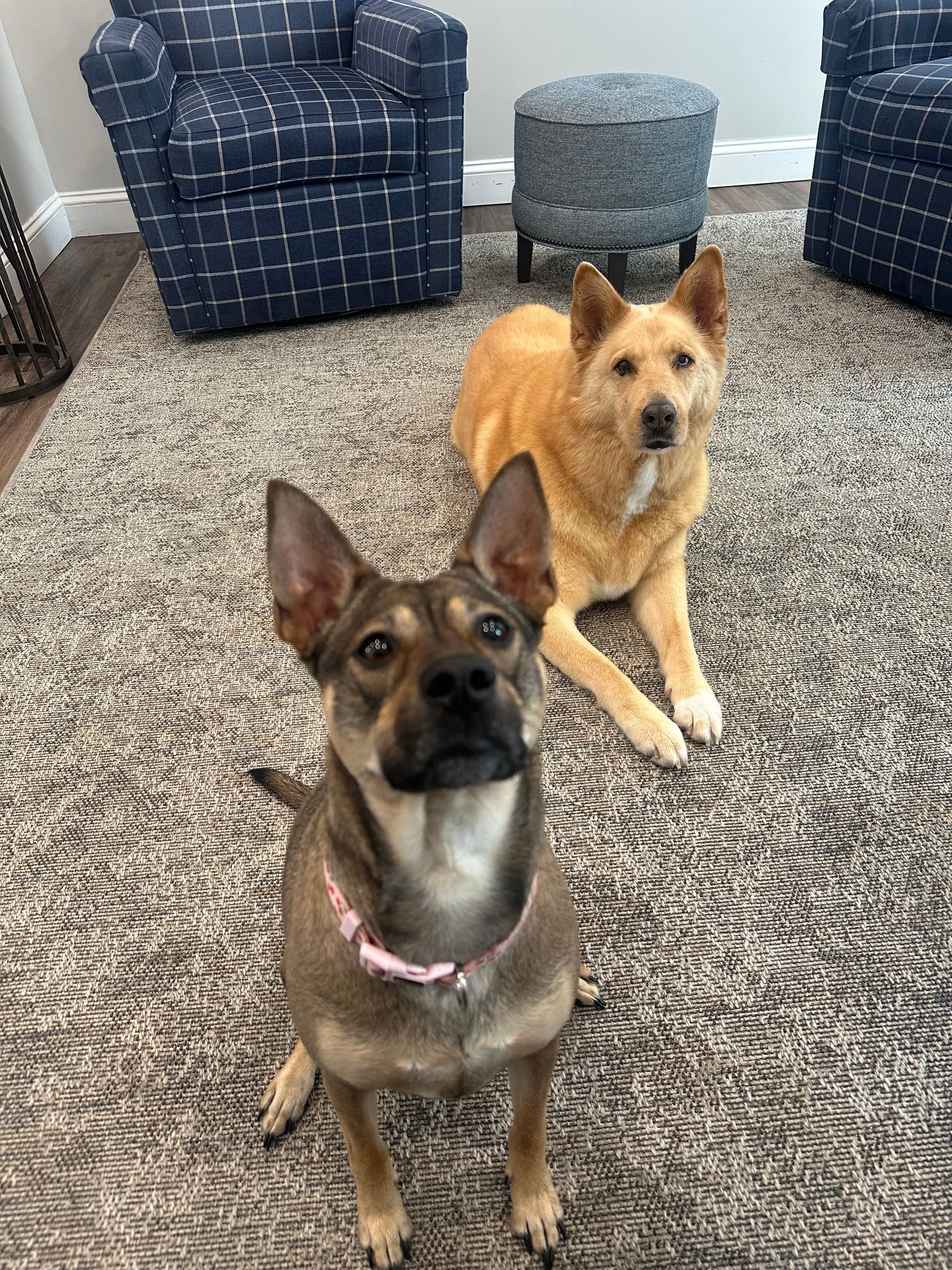 Twin Ponds Loves Dogs