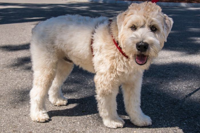 Twin Ponds love dogs