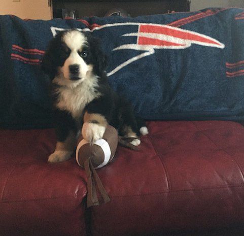 Twin ponds Loves Dogs