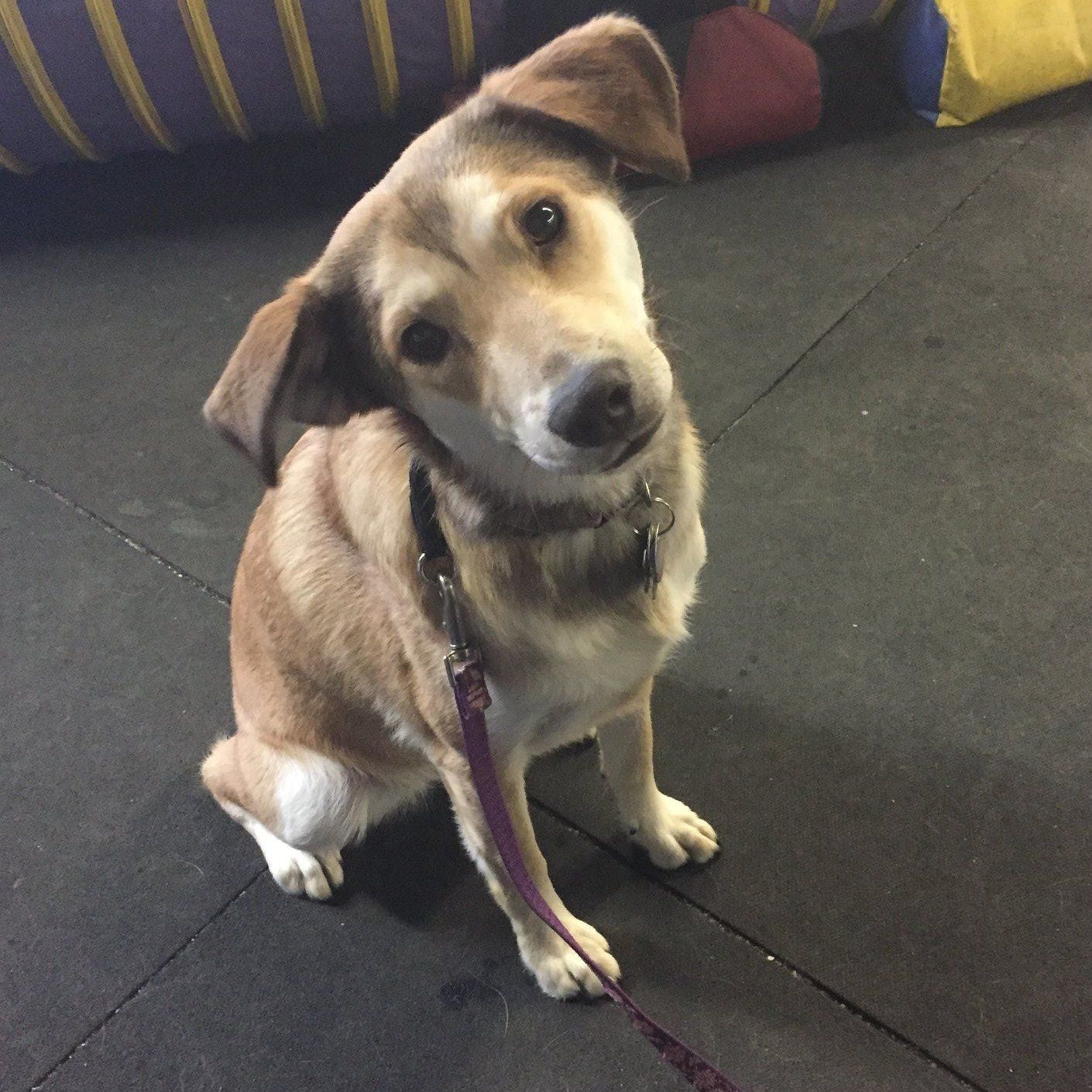 Twin Ponds Nashua Dogs