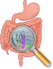 A magnifying glass is looking at a cartoon illustration of a stomach and intestines