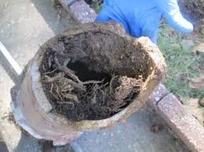 A person is holding a bag of dirt with roots in it.