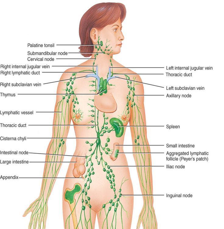 A diagram of the lymphatic system of a woman