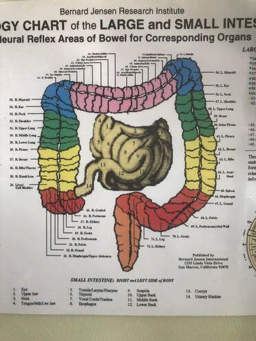 A diagram of the large and small intestines by bernard jensen research institute