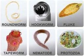 There are many different types of worms in this picture.