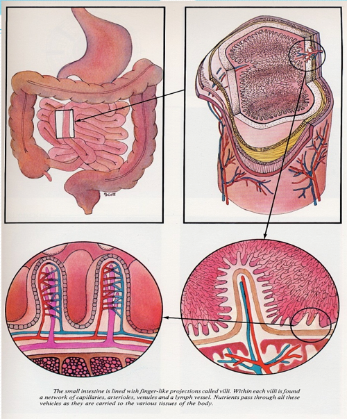 A diagram of the human stomach and intestines