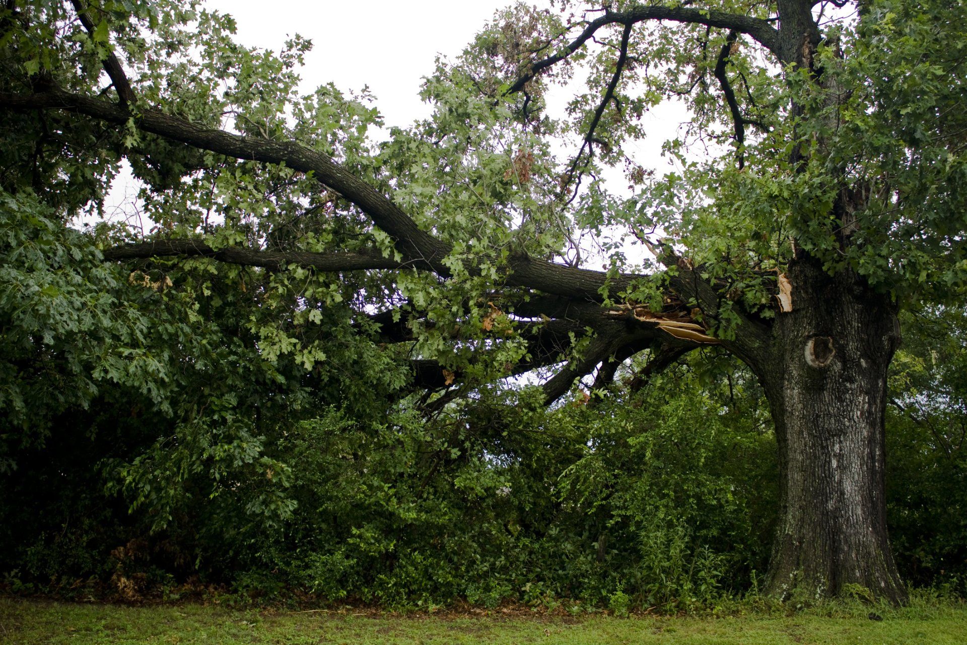 Tree Services — Down Tree in Delton, MI