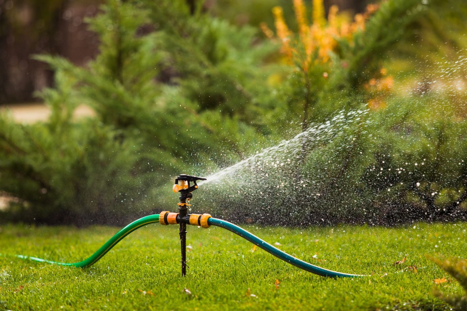 A sprinkler is spraying water on a lush green lawn.