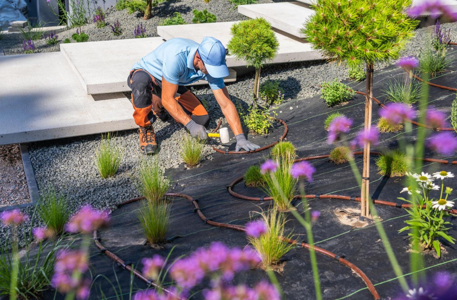 A man is working in a garden with purple flowers.
