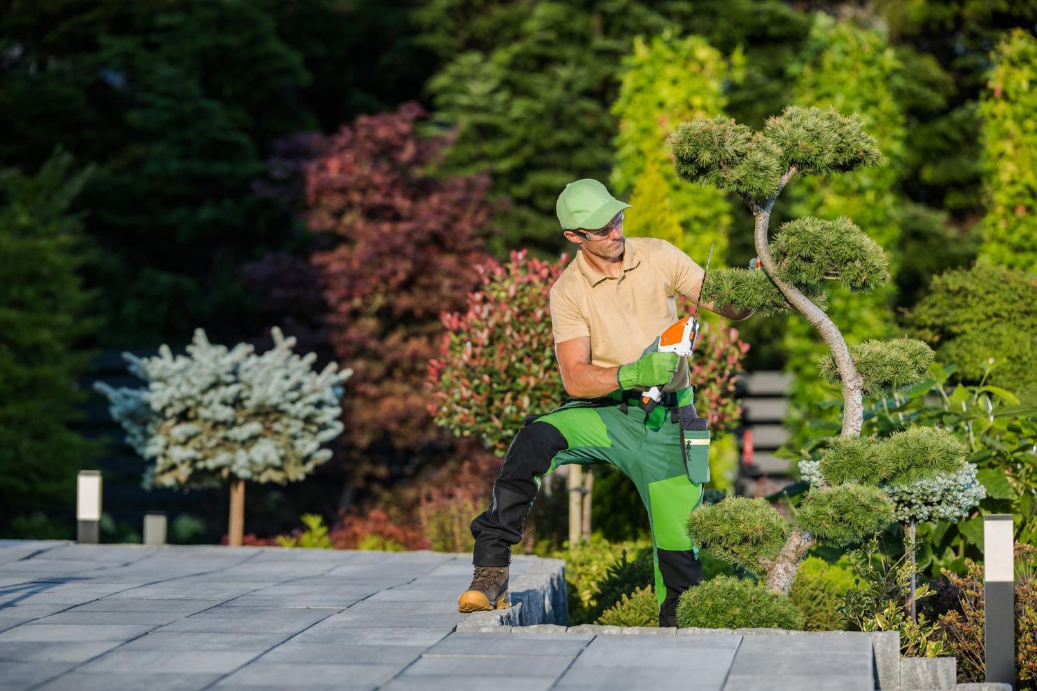 A man is trimming a bonsai tree in a garden.