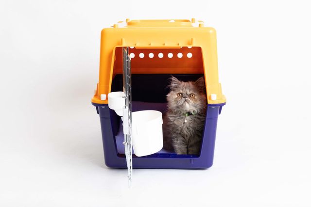 cat transport interstate