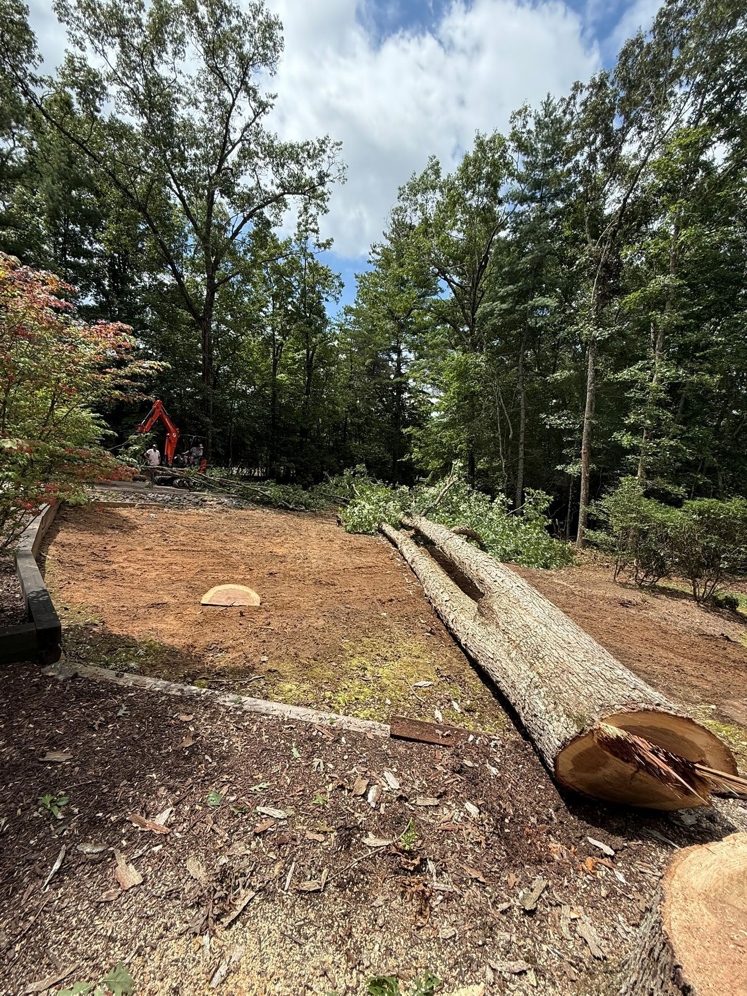 A downed tree on a brown clearing in a wooded area, with a person working in the distance.