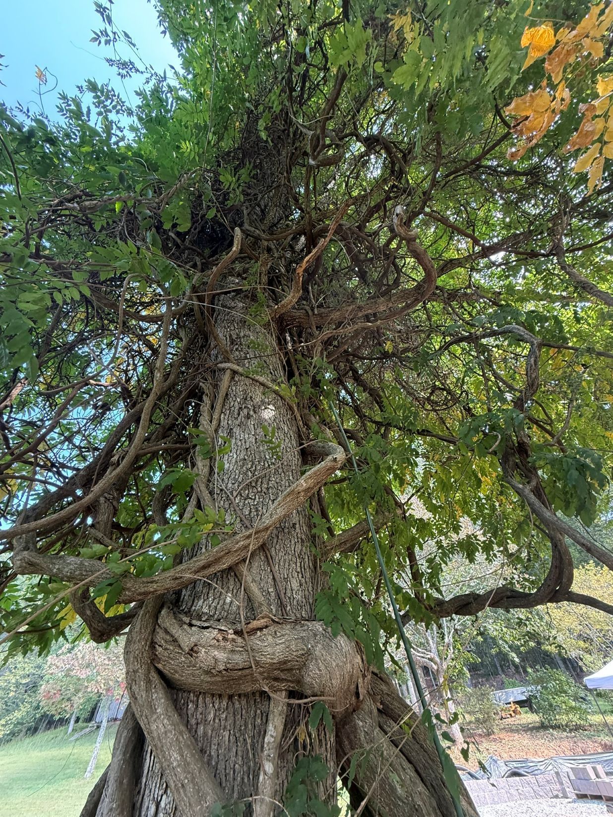 A tall tree trunk entwined with vines, green leaves overhead. Viewed from the ground up, sunny day.