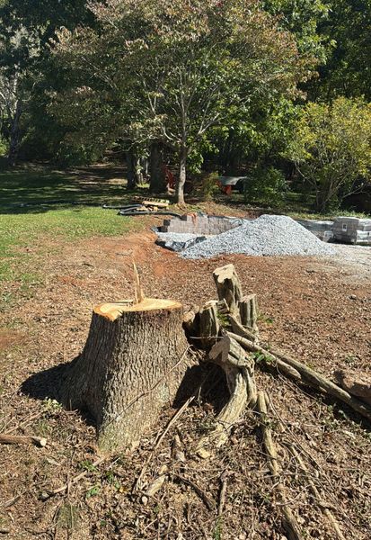 Stump with attached roots, with gravel and trees in the background.