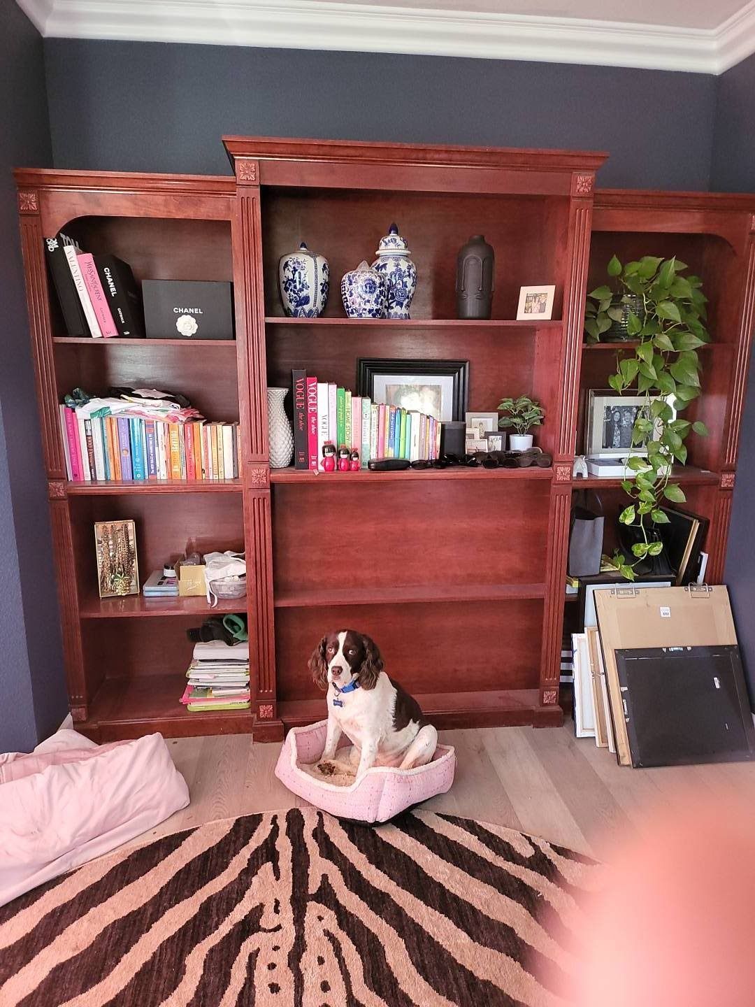 A dog is sitting in a dog bed in front of a bookshelf.