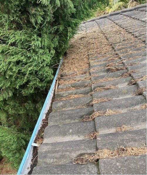 Gutter Before Clean — Roof Pressure Cleaning in Lismore, NSW