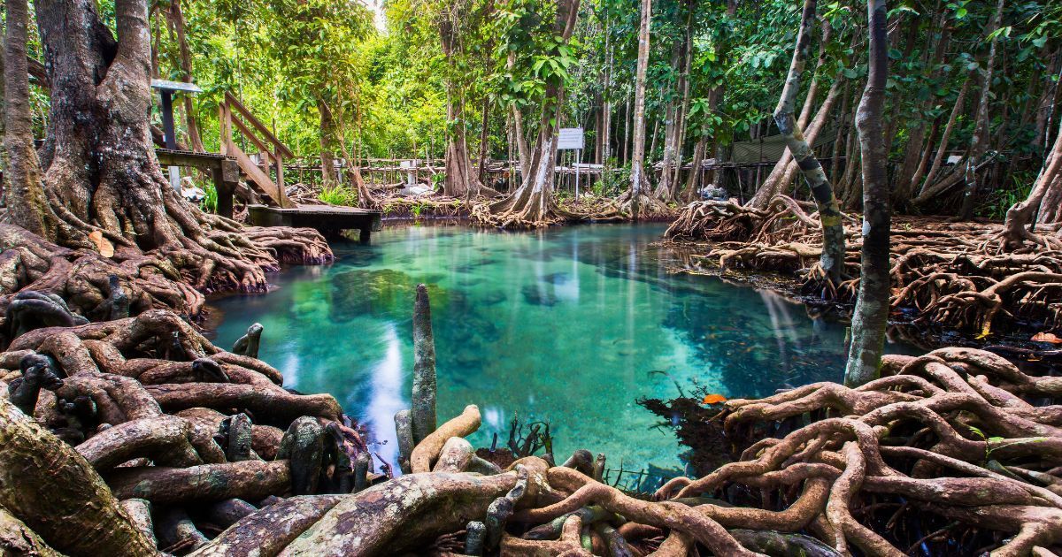 Tha pom mangrove forest, Krabi, Thailand