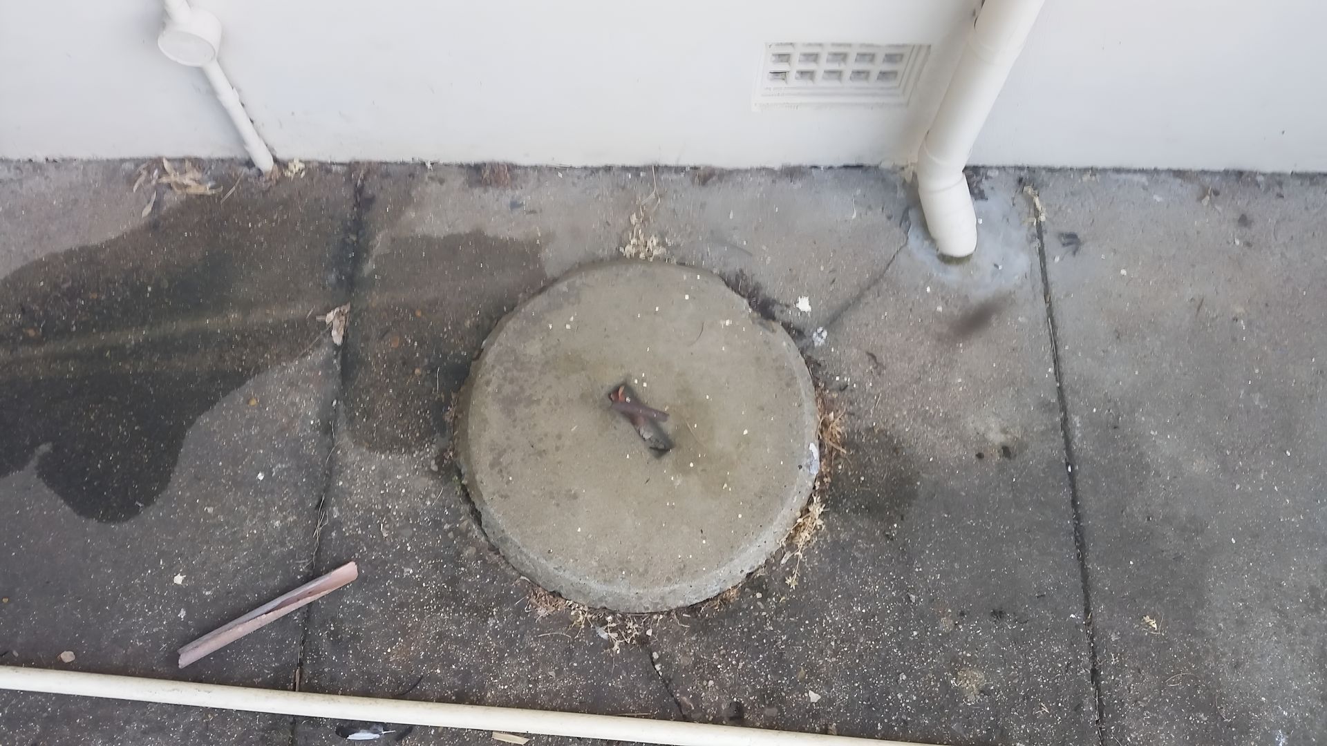 Concrete Cover on Asphalt, Near a Downspout — Paap's Cleansing Services in Branyan, QLD