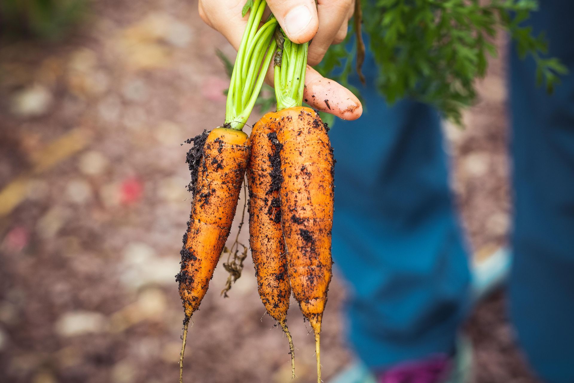 A person is holding a bunch of carrots in their hand.