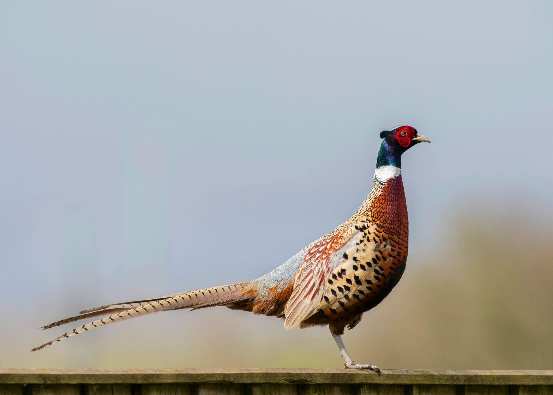 A pheasant standing on top of a wooden fence.