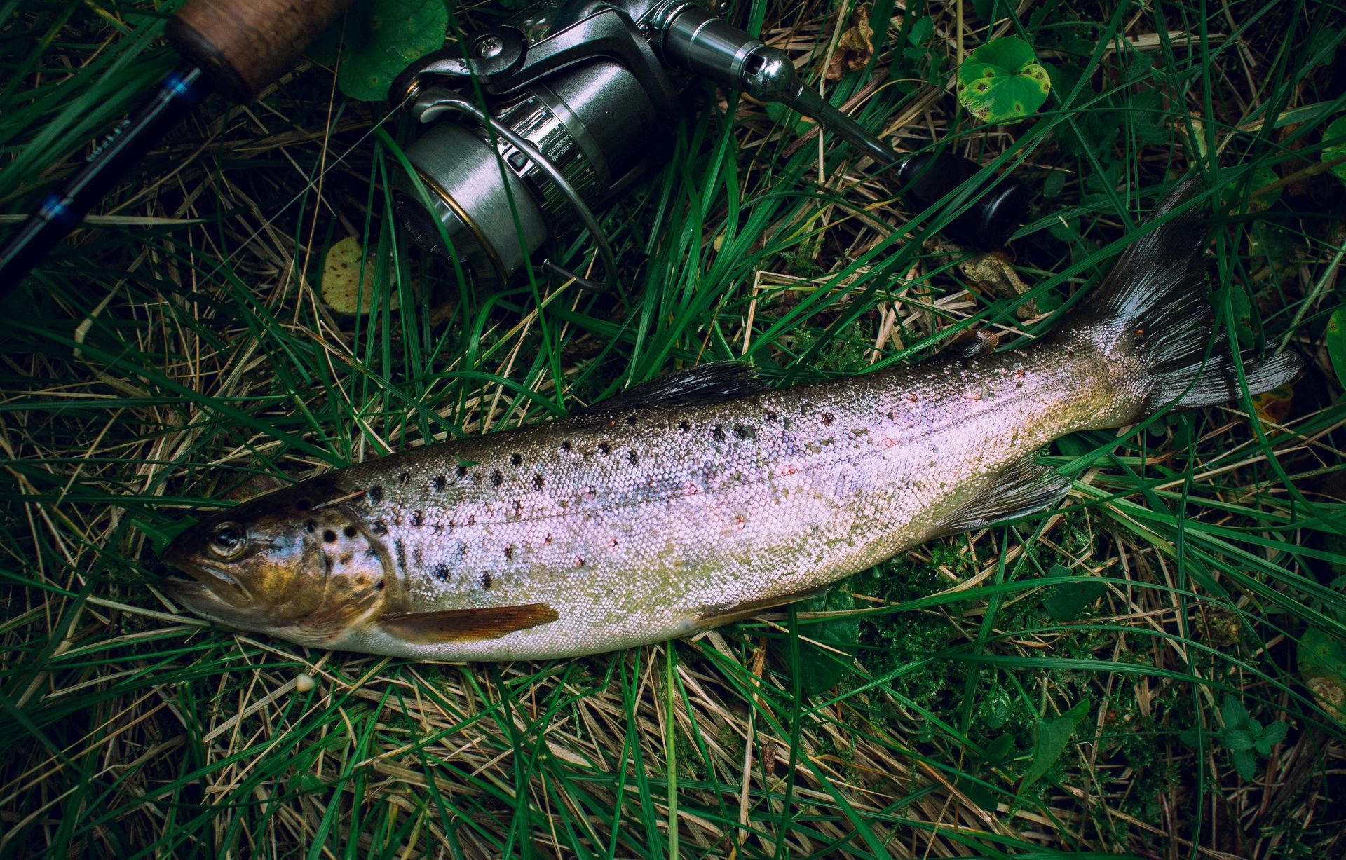 A fish is laying in the grass next to a fishing rod.