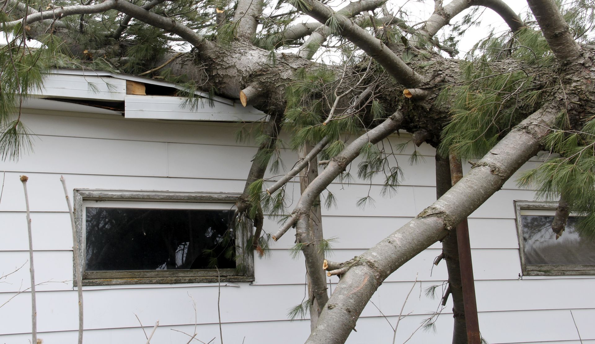 Tree Fell on House Roof