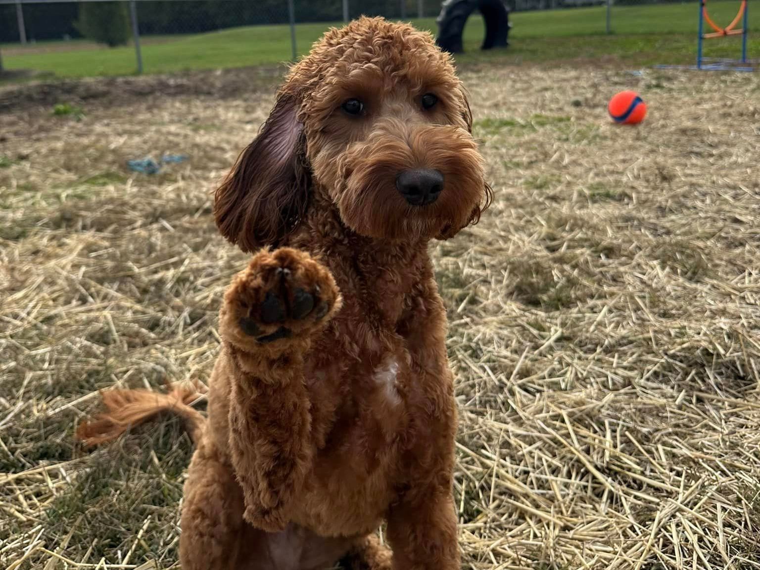 Boarding & Play Sessions