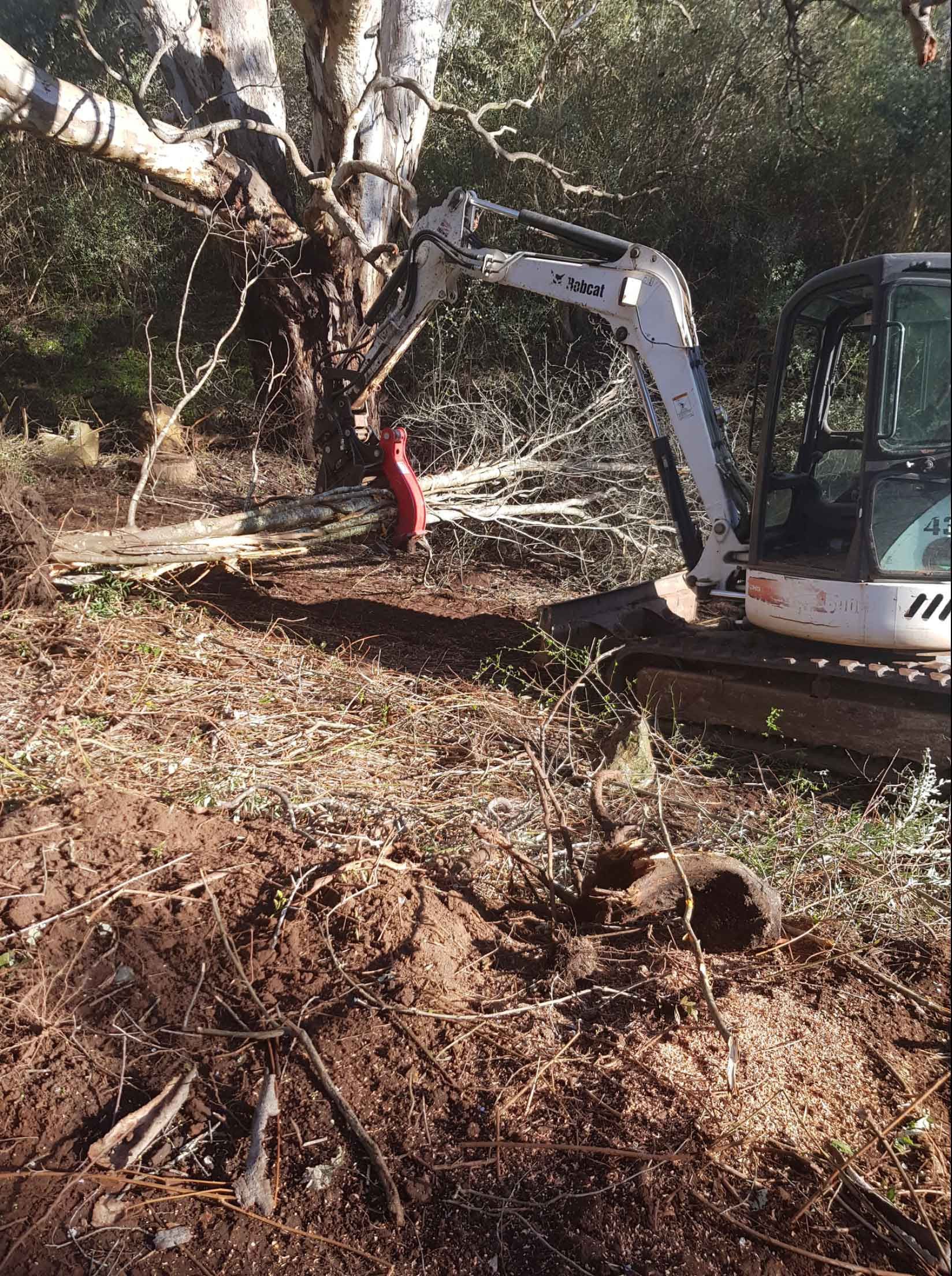 A Bulldozer Is Cutting Down A Tree In The Woods – Blackwood SA - Blackwood Earthmoving