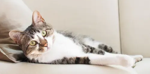 A tabby and white cat reclines on a beige couch, looking towards the viewer with one eye closed.