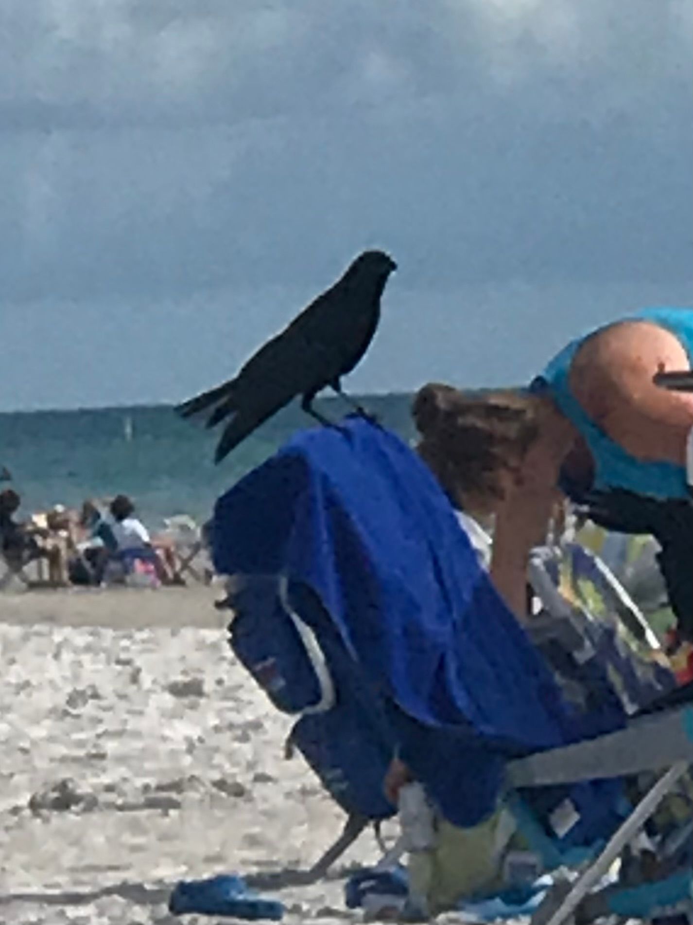 Black crow atop blue blanket on chair with people, beach, ocean, and sky in background.