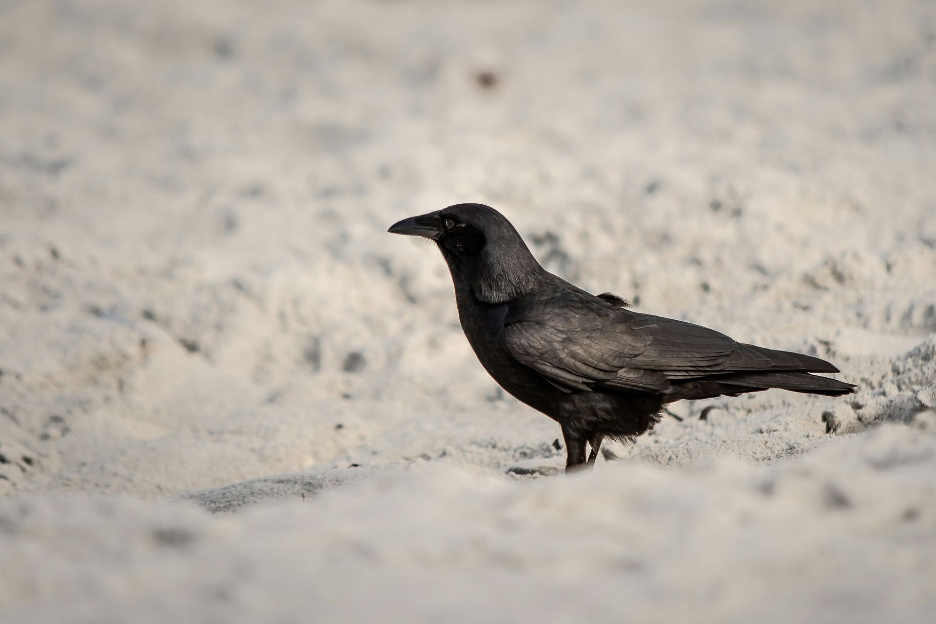 Black crow perched on a white sandy beach